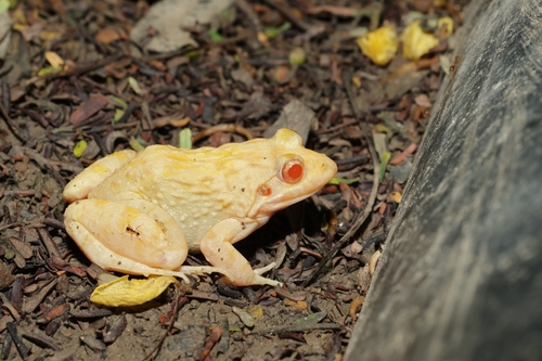 Asian Frog, Rana asiatica