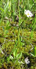 Primula egaliksensis