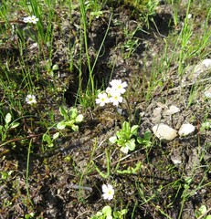 Primula egaliksensis