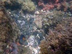 Stegastes flavilatus