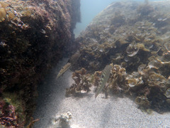 Halichoeres notospilus