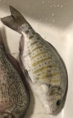 Amphistichus argenteus