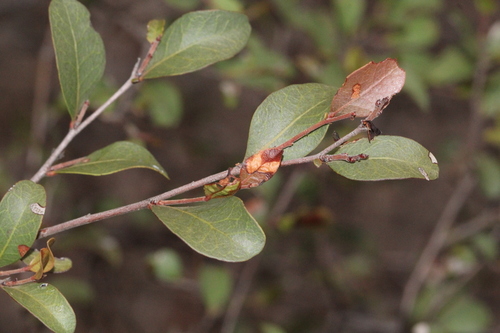 Cadellia pentastylis F.Muell.