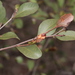 Cadellia pentastylis - Photo (c) Pete Woodall,  זכויות יוצרים חלקיות (CC BY-NC), הועלה על ידי Pete Woodall