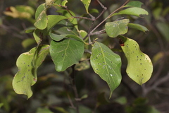 Cadellia pentastylis