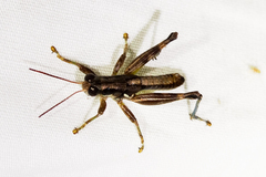 Melanoplus femurnigrum