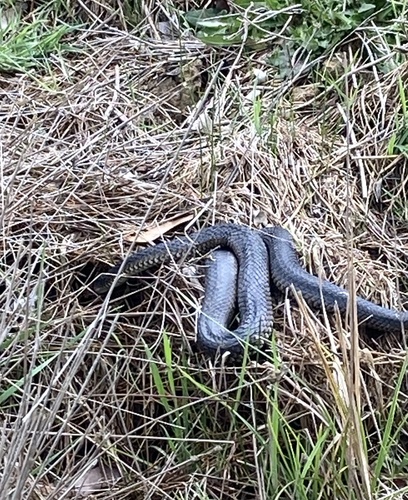 Lowlands Copperhead sighting