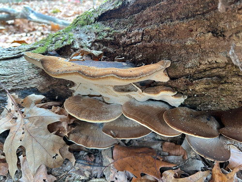 Resinous Polypore