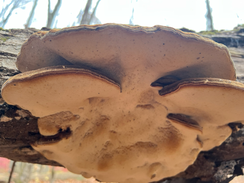 Resinous Polypore