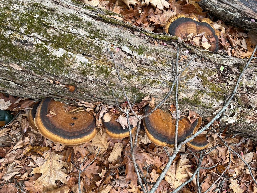 Resinous Polypore