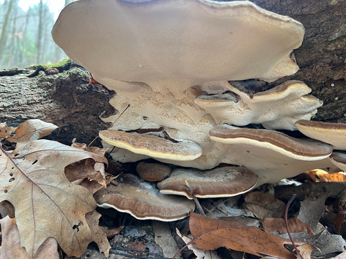 Resinous Polypore