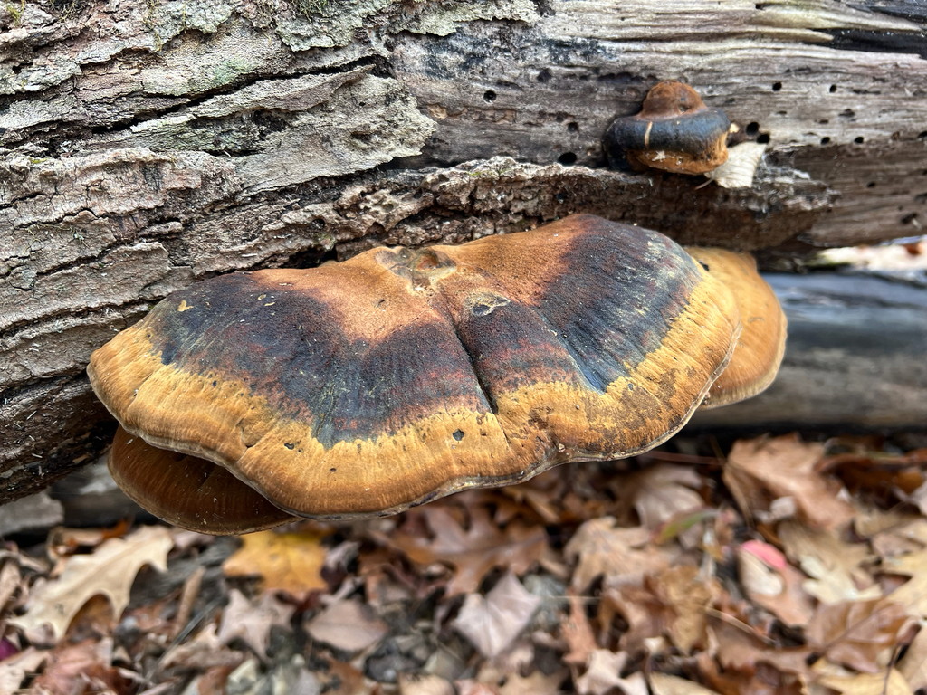 Resinous Polypore