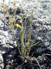 Linum scabrellum