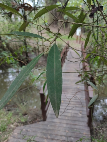 Samadera bidwillii (Samadera bidwillii)