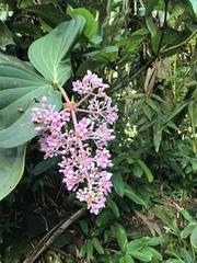 Medinilla cummingii