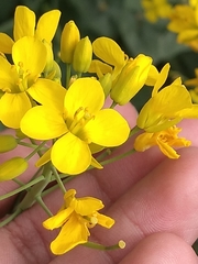 Brassica rapa