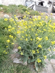 Brassica rapa