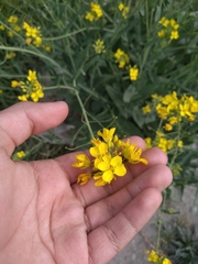 Brassica rapa