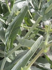 Brassica rapa
