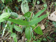 Passiflora misera