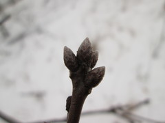 Quercus × palaeolithicola