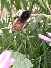 Bombus ephippiatus