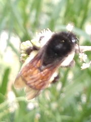Bombus ephippiatus