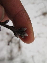 Quercus × palaeolithicola