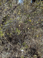 Carlowrightia neesiana