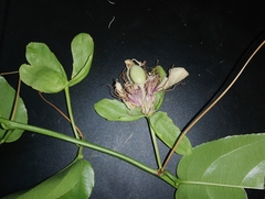 Passiflora nitida