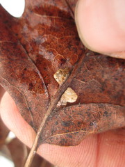 Quercus × palaeolithicola