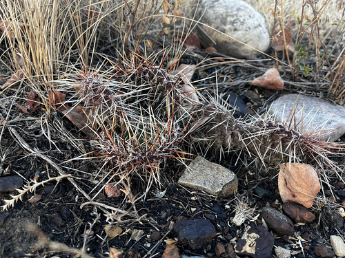 Opuntia polyacantha