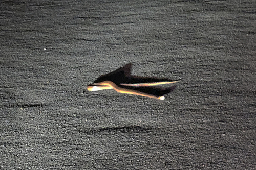 Coastal Taipan sighting