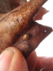 Quercus × palaeolithicola