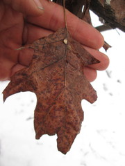 Quercus × palaeolithicola