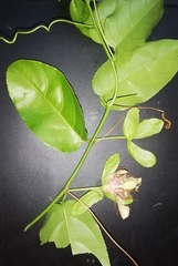Passiflora nitida