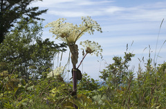 Angelica ursina