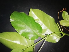 Passiflora nitida