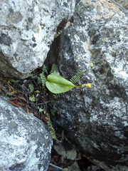 Malaxis brachystachys