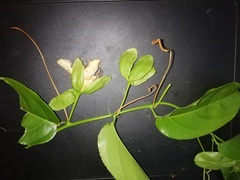 Passiflora nitida