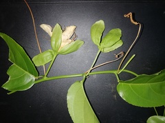 Passiflora nitida