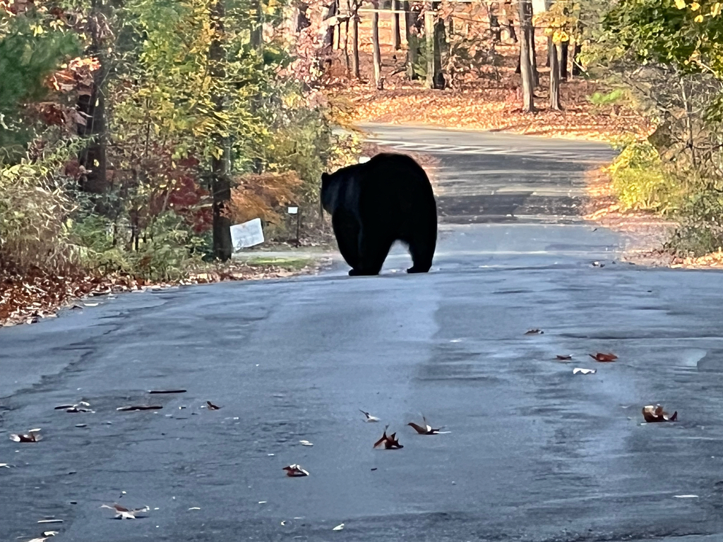 American Black Bear