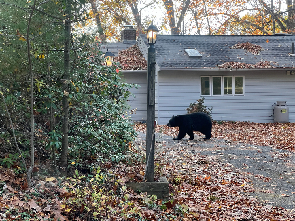 American Black Bear