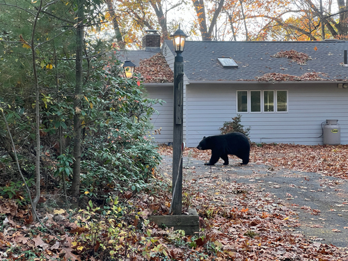 American Black Bear