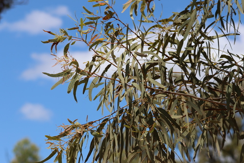 Eucalyptus cullenii observed 2025-09-14