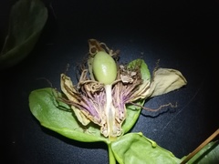 Passiflora nitida