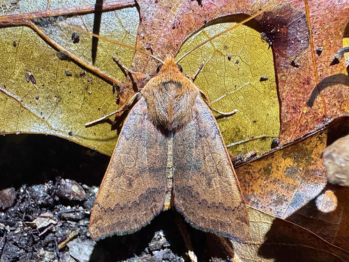 Footpath Sallow photo 3