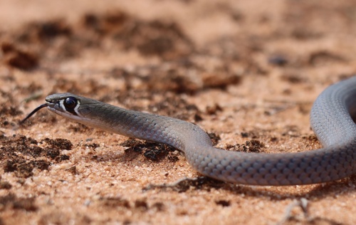 Yellow-faced Whipsnake sighting