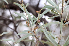 Acacia catenulata