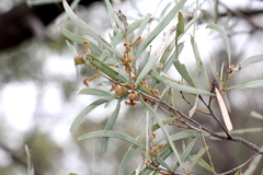 Acacia catenulata